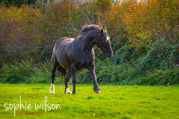 EquestrianPortraitPhotography-21