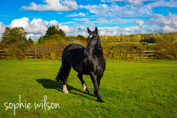 EquestrianPortraitPhotography-15