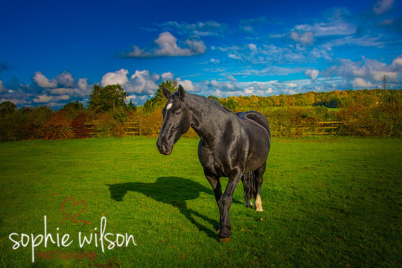 EquestrianPortraitPhotography-17
