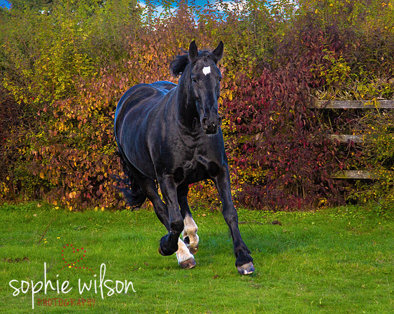 EquestrianPortraitPhotography-18