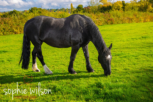 Equestrian Photography Amy and Darcey-40