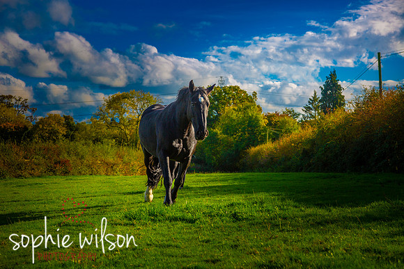 Equestrian Photography Amy and Darcey-46