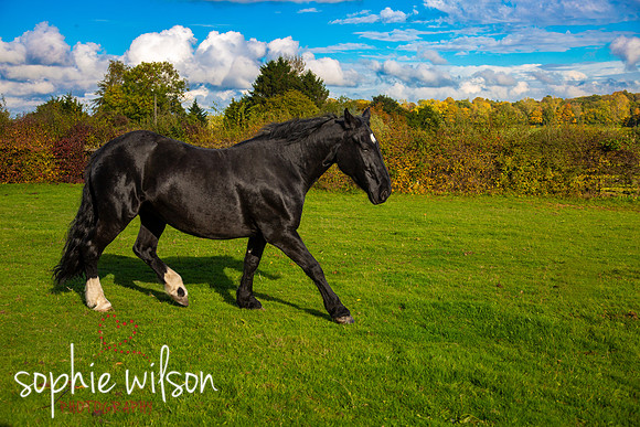 Equestrian Photography Amy and Darcey-47