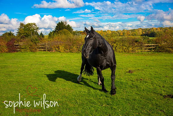 Equestrian Photography Amy and Darcey-49