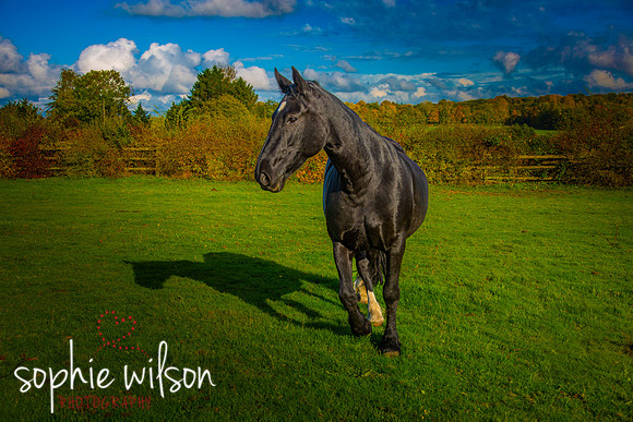 Equestrian Photography Amy and Darcey-50