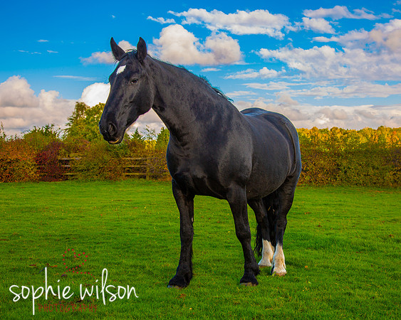 Equestrian Photography Amy and Darcey-52