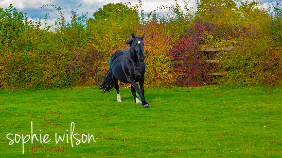 Equestrian Photography Amy and Darcey-53