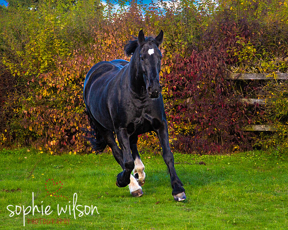Equestrian Photography Amy and Darcey-54
