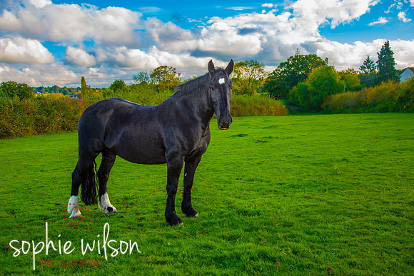 Equestrian Photography Amy and Darcey-55