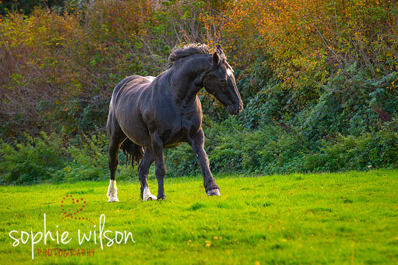 Equestrian Photography Amy and Darcey-58