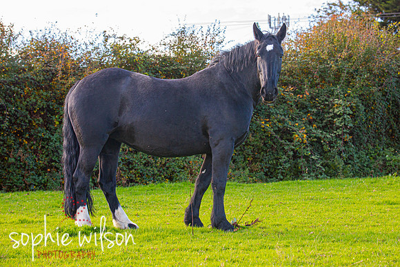 Equestrian Photography Amy and Darcey-59
