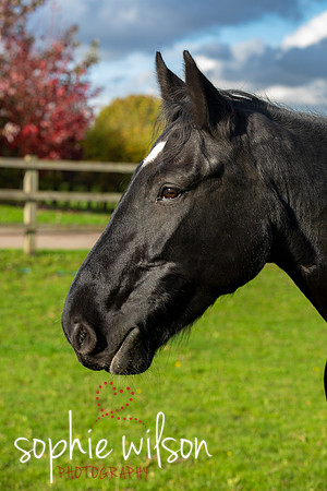 Equestrian Photography Amy and Darcey-64