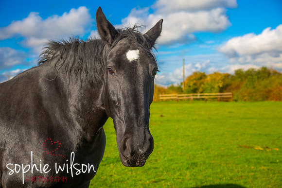 Equestrian Photography Amy and Darcey-41